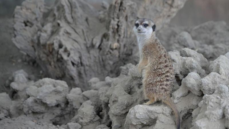 A Szegedi Vadasparkban az állatok világnapján a szurikáták ragadták magukra a figyelmet, igazi sztárként tündökölve. A látogatók ámulva figyelték, ahogy ezek a kis, de annál bájosabb állatok lepte el a színpadot. A galéria képei jól tükrözik a vidámságot 