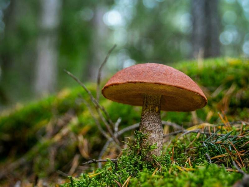 Ha nem figyelünk oda, a gombaszedés gyorsan költséges hobbivá válhat.