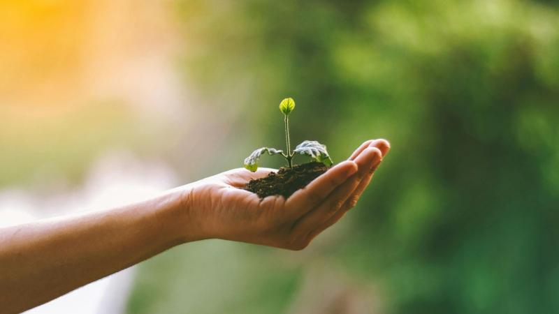Balatonfüred ősszel is megőrzi zöld arcát: közösségi faültetések és emlékfák gazdagítják a tájat.