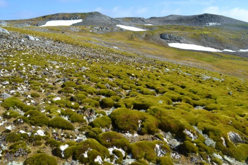 Az Antarktiszi-félsziget egyre inkább zöldellni kezd, ami figyelemre méltó változást jelez a környezeti viszonyokban. A National Geographic által bemutatott kutatások szerint a globális felmelegedés hatására a jégolvadás üteme felgyorsult, és ennek követk