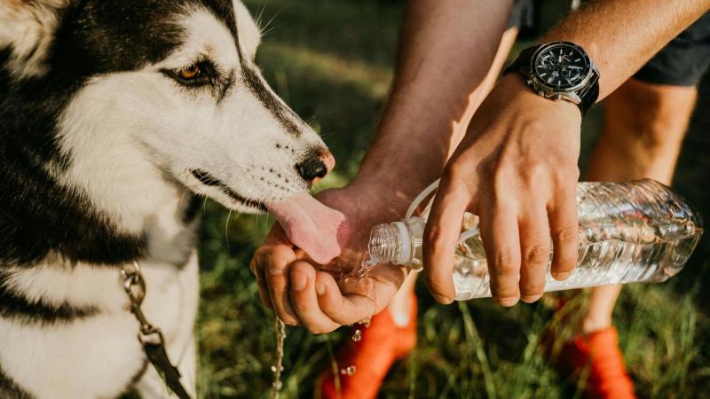 Az állatorvosok rendkívüli figyelmeztetést tettek közzé a háziállatok nyalogatásával kapcsolatban, miután egy nőnek végül amputálni kellett a végtagjait. A szakemberek arra figyelmeztetnek, hogy a kedvencek nyalogatása súlyos egészségügyi kockázatokat rej