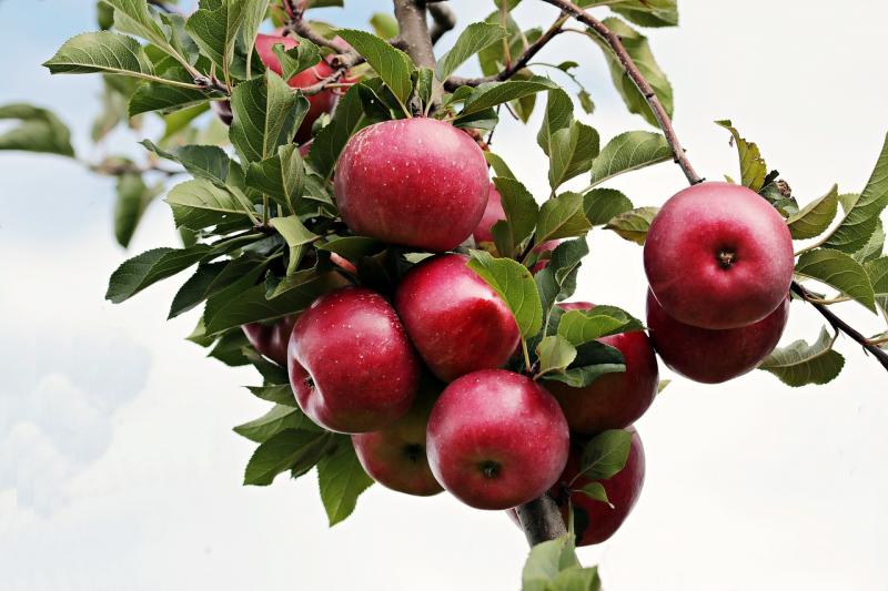 WAPA: Az almakészletek 4,3%-kal csökkentek az előző évhez képest - Agrotrend