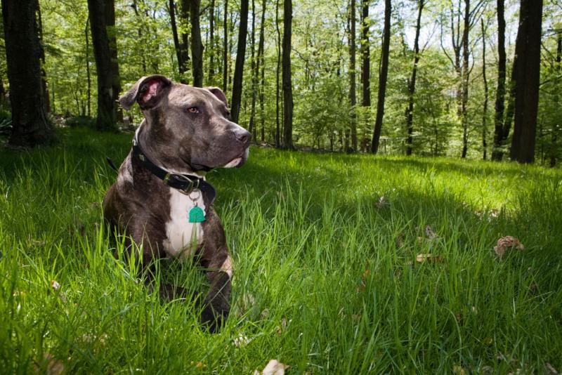 Csömörön egy pitbull kutya meglepetésszerűen támadt a kutyasétáltatókra, felkavarva a helyi közösséget. Az eset sokakban aggodalmat keltett, és újra napirendre tűzte a kutyatartás felelősségét és a megfelelő kiképzést.