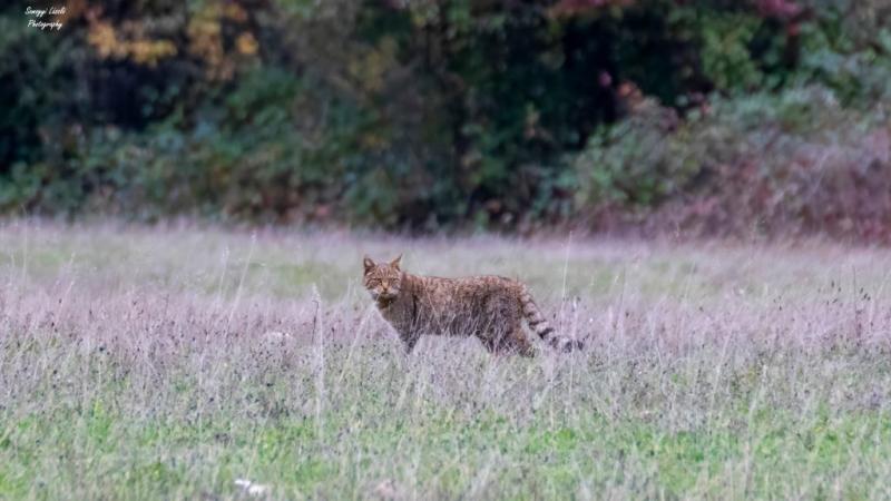 Tapolca környékén egy különleges esemény zajlott: a természetkedvelők lencsevégre kaptak egy vadmacskát. Ez a rejtélyes és elegáns állat a vidék szépségét gazdagítja, és sokak figyelmét felkeltette. A fotók, amelyek rögzítették a találkozást, igazi kincse