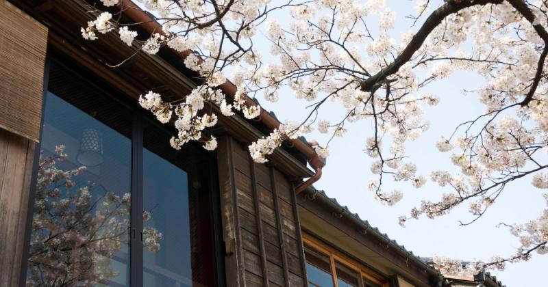 A valódi értéknövelő fák: 5 különleges fafajta, amelyek szó szerint gazdagítják otthonod értékét!