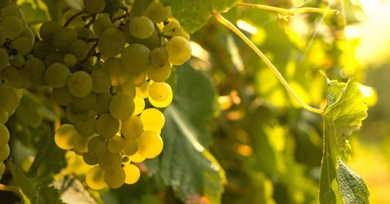 Együtt a szőlőért - példaértékű összefogás a borvidékek szívében!