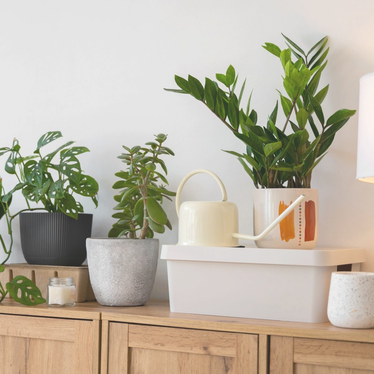 strapabíró szobanövények