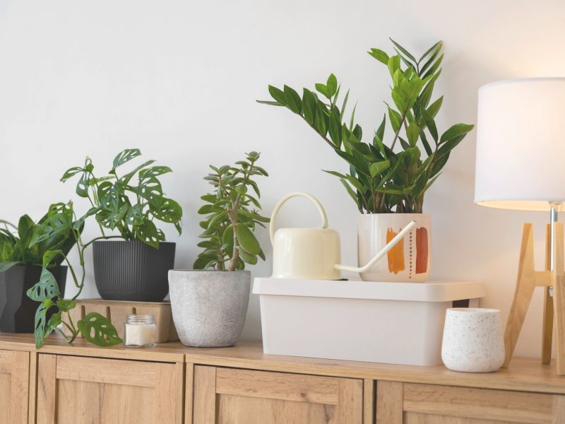 strapabíró szobanövények